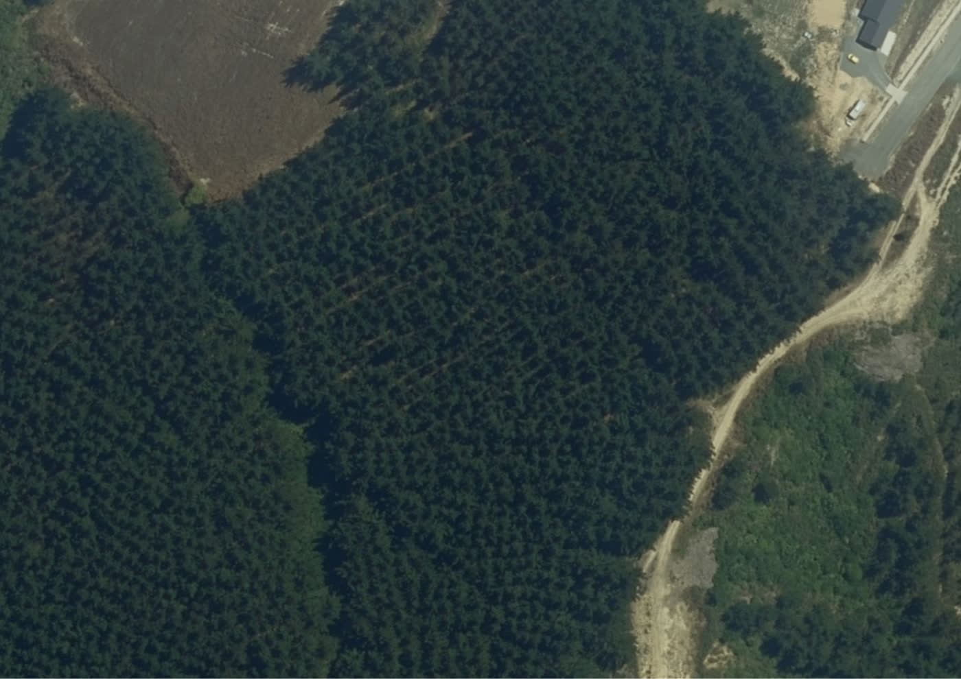 Satellite view of the forestry block, still showing mature standing trees