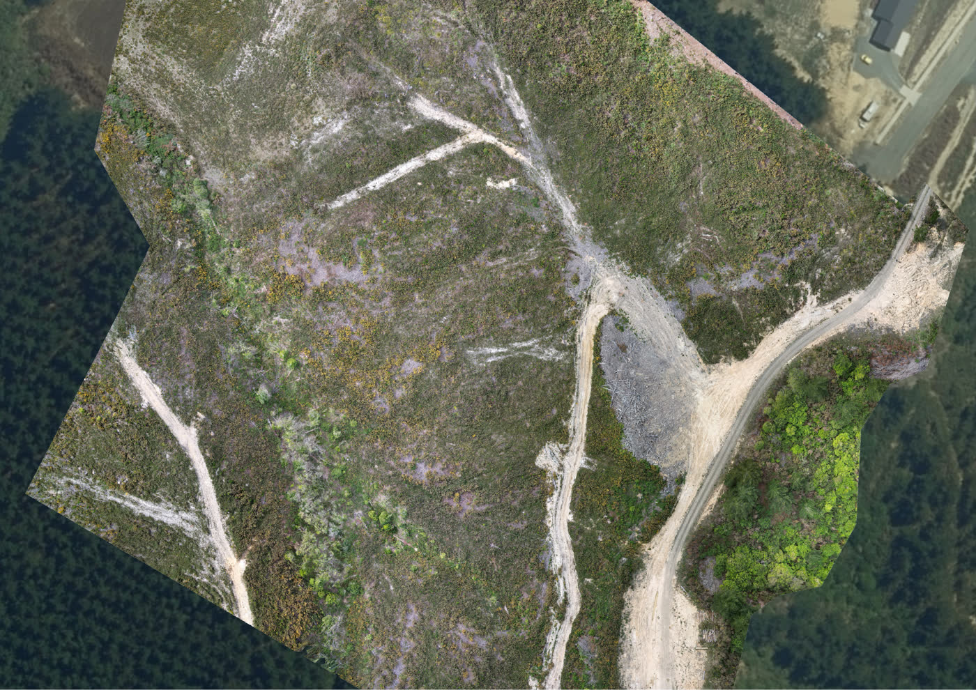 Our orthomosaic of the same block after harvest, with skid sites and tracks visible